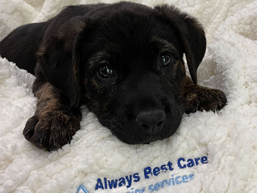 Meet Bruno – Always Best Care Jacksonville’s Puppy