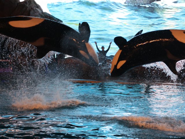 The Orca Show at SeaWorld