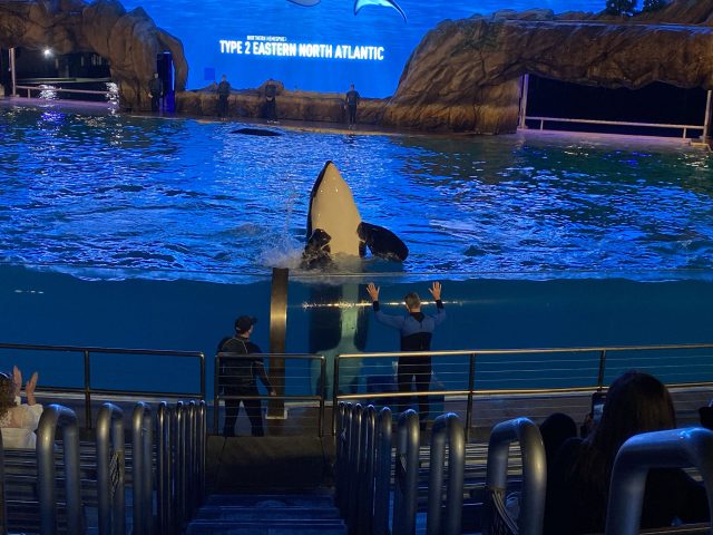 More of the Orca Show