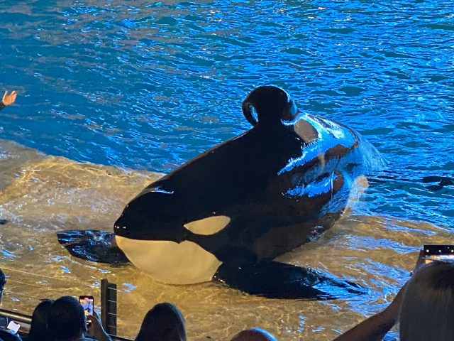 One of the Orcas Showing off for Always Best Care
