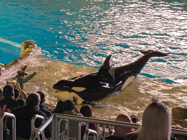 More of the Orcas showing off to Always Best Care